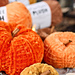 Plush Pumpkins pattern