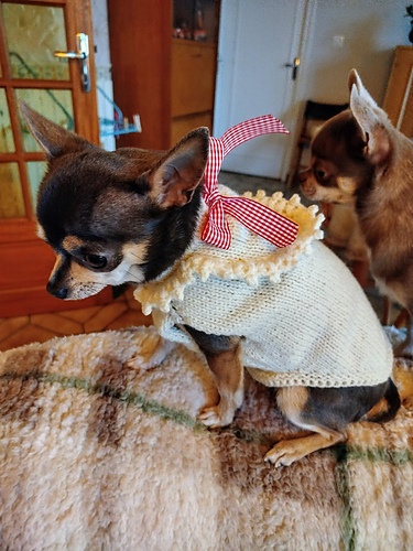Pull Nelly pour petits chiens