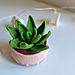 Crochet Succulent haworthia Limifolia pattern 