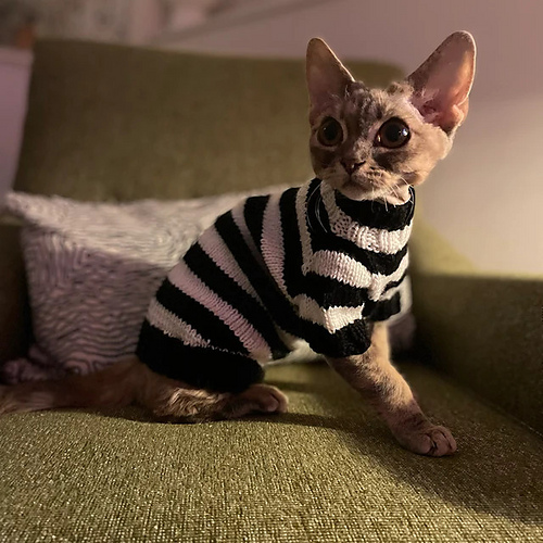 Freddy Krueger Kattegenser - Mariia Kirkpatrick