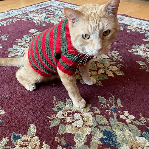 Freddy Krueger Kattegenser - Mariia Kirkpatrick