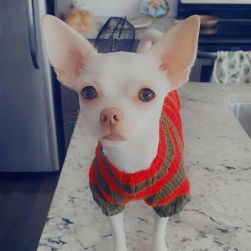 Freddy Krueger Kattegenser - Mariia Kirkpatrick