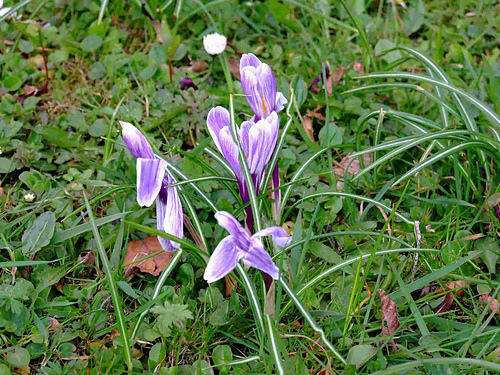 Crocus Headband photo 5