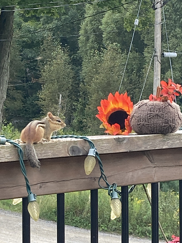 Sommerfuglkyssing Pumpkin - Leslie Alcock