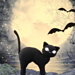 Noir the Halloween Cat pattern 