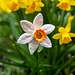 Daffodil pattern 