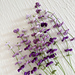 Lavender Flower pattern