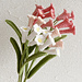 Ifafa Lily pattern