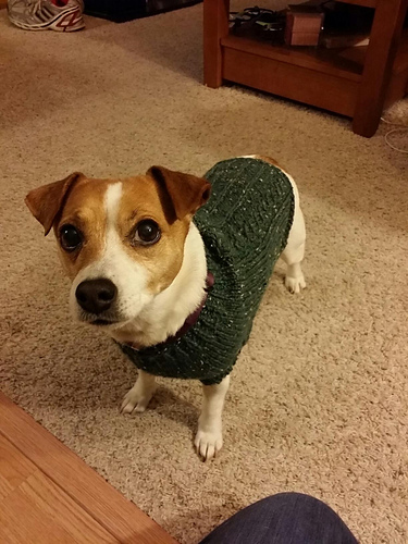 Mock Cable Jack Russell Genser - Linda Hurst