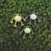Pocket frog pattern 