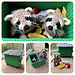 Dumpster Raccoon pattern 