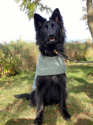 Whisky dog sweater photo 6