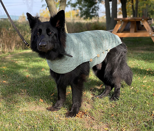 Whisky dog sweater photo 5