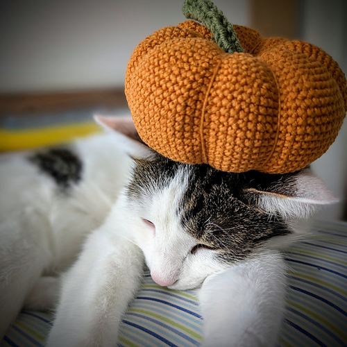 My Crochet Kitchen: Munchkin Pumpkin photo 4