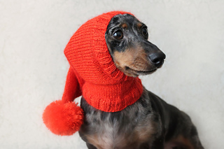 dog with red hat