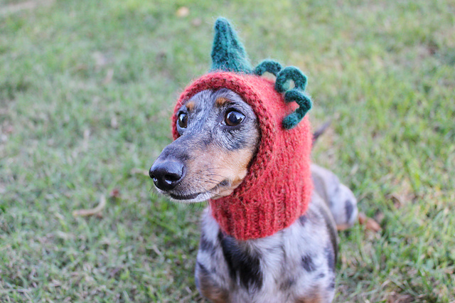 dachshund hat
