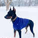 Gentleman's Dog Sweater pattern 