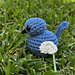 White-winged Fairy-wren pattern