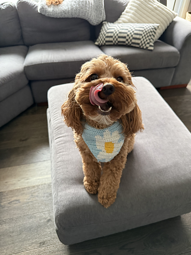 The Daisy Dog Bandana
