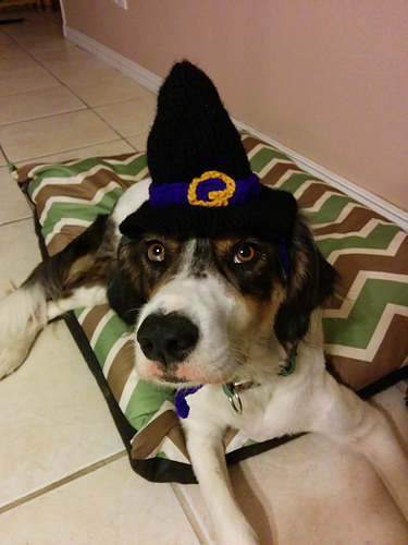 Witchy Hat (for pets) photo 2