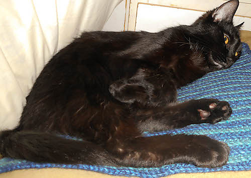 Mitered Square Pet Blanket photo 4