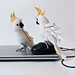 Cockatoo Parrot pattern 