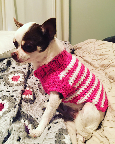 Crochet Dog Sweater photo 4