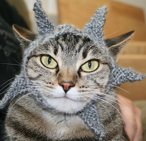 International Cat Hat: USA photo 3