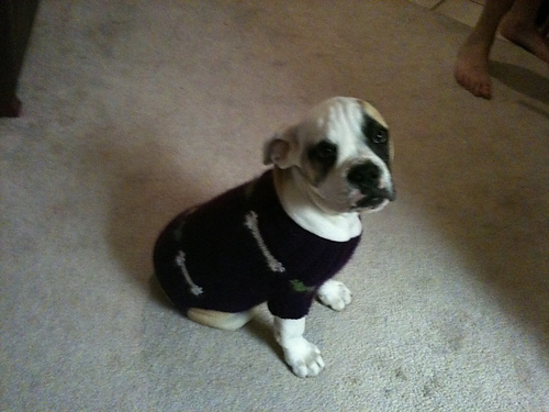 Hearts and Bones Dog Sweater photo 3