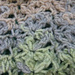 Star Fish Stitch Scarf photo 4