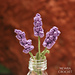 Lavender Flower photo 4