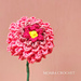 Dahlia Flower photo 3
