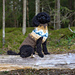 Kaino for Dogs pattern 