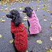 Bruno Dog Sweater pattern 