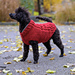 Bruno Dog Sweater pattern 