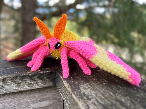 Rosy Maple Moth