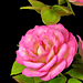 Handel Rose pattern