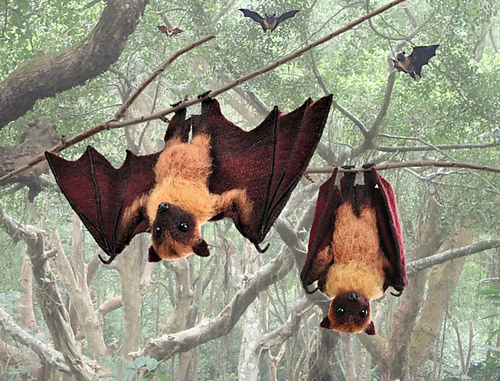 Ravelry: Large Flying Fox pattern by Natali Batluk