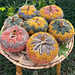 More Pumpkins! pattern