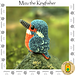 Mizu the Kingfisher pattern