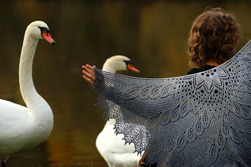 Wild Swan photo 7