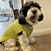 Puffed Dog Sweater pattern 
