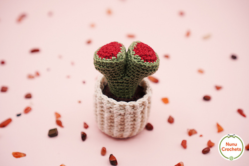 Stone cactus (Lithops)