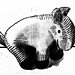Esau—The Nursery Pet (Donkey) pattern