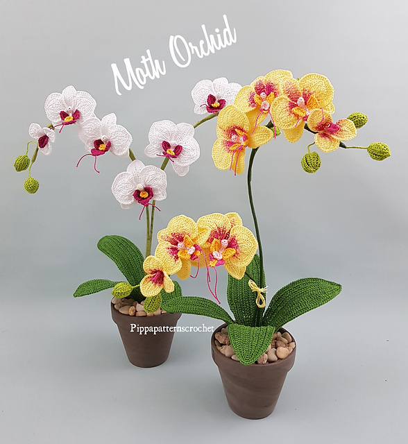 Pictures Of Moth Orchids