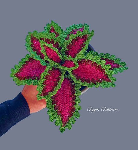 Coleus - Connie Rockliff