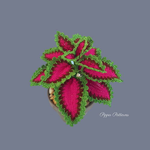 Coleus - Connie Rockliff