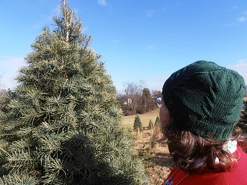 Coniferae - Miranda Grant
