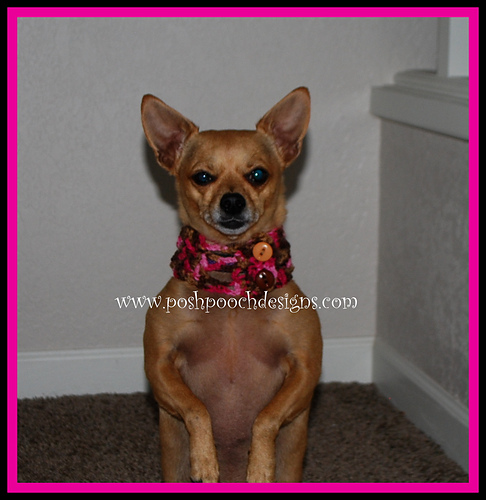 Lace and Buttons Dog Collar photo 1