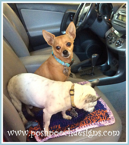 Pet Blanket And Cushion photo 9